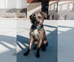 Biscotti - Male Labradoodle Dog for Adoption - Small photo