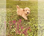 Small Photo #79 Goldendoodle Puppy For Sale in WEST PLAINS, MO, USA