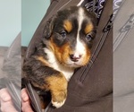 Small Photo #7 Bernese Mountain Dog Puppy For Sale in LEETONIA, OH, USA