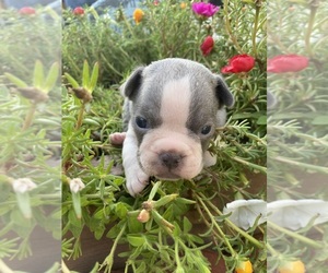 Faux Frenchbo Bulldog Puppy for sale in FREDONIA, KS, USA