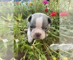 Small Faux Frenchbo Bulldog
