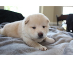 Small Photo #28 Shiba Inu Puppy For Sale in VIRGINIA BCH, VA, USA