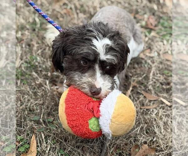 Medium Photo #4 Shih Tzu-Unknown Mix Puppy For Sale in Yardley, PA, USA