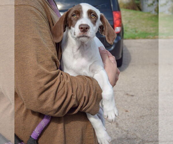 Medium Photo #3 Borador Puppy For Sale in Huntley, IL, USA