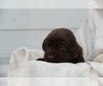 Small #3 Labrador Retriever