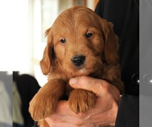 Goldendoodle (Miniature) Puppy for sale in LEOLA, PA, USA
