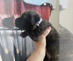 Small Photo #3 Cane Corso Puppy For Sale in BAKERSFIELD, CA, USA