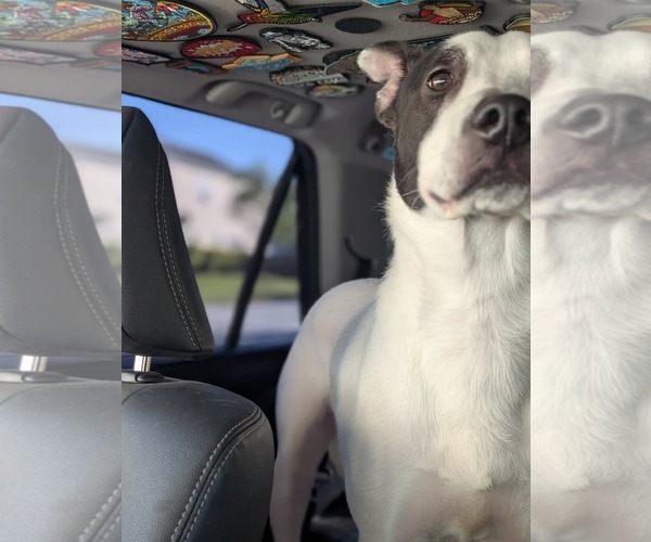 Medium Photo #16 Mutt Puppy For Sale in Holly Springs, NC, USA