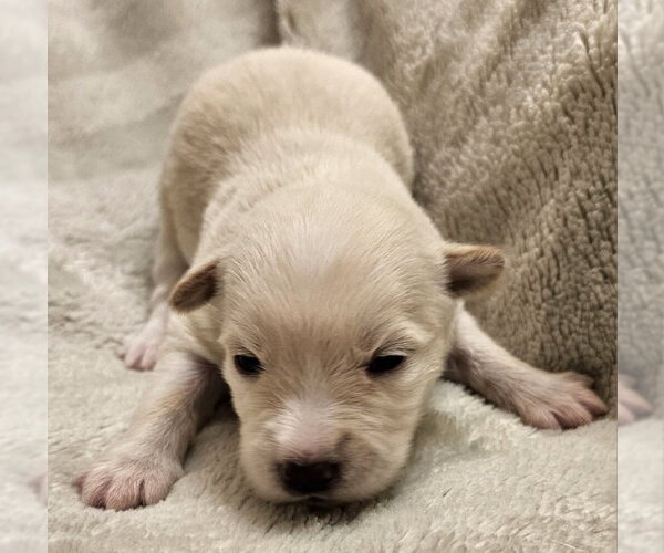 Medium Photo #3 Mutt Puppy For Sale in Olalla, WA, USA