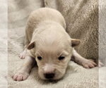 Small #2 Mutt