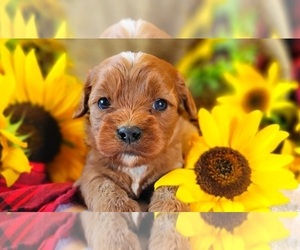 Cavapoo Puppy for sale in MARSHFIELD, MO, USA