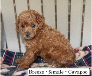 Cavapoo Puppy for sale in CLARKRANGE, TN, USA