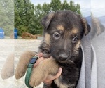Small Photo #4 German Shepherd Dog Puppy For Sale in CRAB ORCHARD, KY, USA