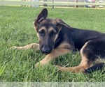 Small #3 German Shepherd Dog