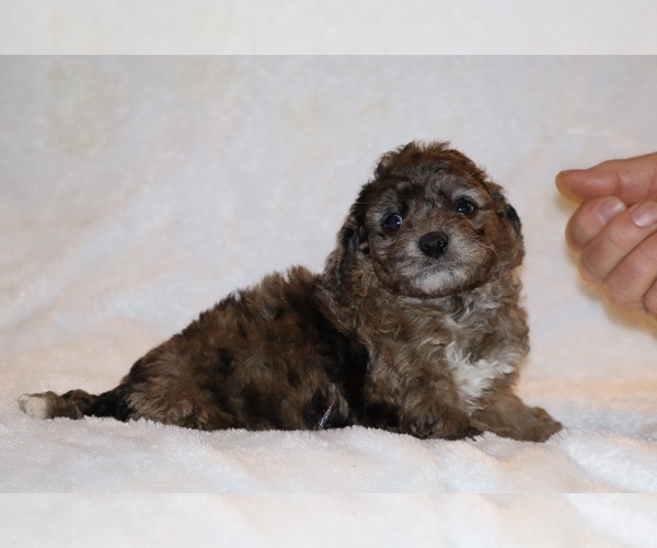 Medium Photo #9 Poodle (Toy) Puppy For Sale in DYERSBURG, TN, USA
