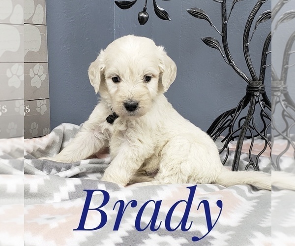 Medium Photo #11 Goldendoodle Puppy For Sale in CEDAR GAP, MO, USA