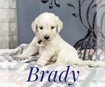 Small Photo #11 Goldendoodle Puppy For Sale in CEDAR GAP, MO, USA