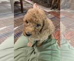 Small Photo #12 Aussiedoodle Puppy For Sale in WOODLEAF, NC, USA