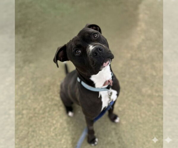 Medium Photo #2 Mutt Puppy For Sale in Las Vegas, NV, USA