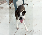 Small Photo #11 Border Collie-Unknown Mix Puppy For Sale in Oakhurst, NJ, USA