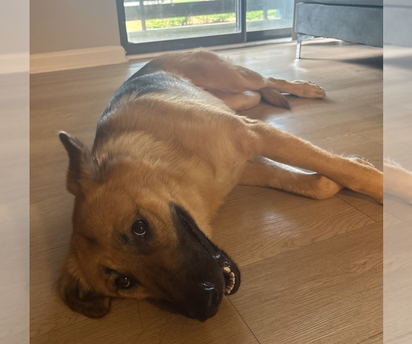 Medium Photo #3 German Shepherd Dog-Unknown Mix Puppy For Sale in Decatur, GA, USA