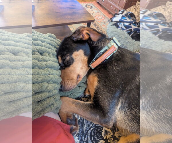 Medium Photo #5 Doberman Pinscher-Unknown Mix Puppy For Sale in Minneaoplis, MN, USA