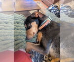 Small #4 Doberman Pinscher Mix