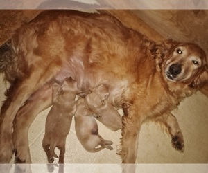Mother of the Golden Retriever puppies born on 12/08/2022