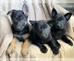 German Shepherd Dog Puppy for sale in HESPERIA, CA, USA