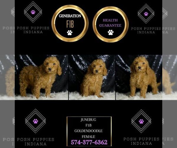 Medium Photo #6 Goldendoodle (Miniature) Puppy For Sale in WARSAW, IN, USA