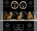 Small #5 Goldendoodle (Miniature)