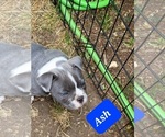 Small Photo #22 American Bully Puppy For Sale in OLYMPIA, WA, USA