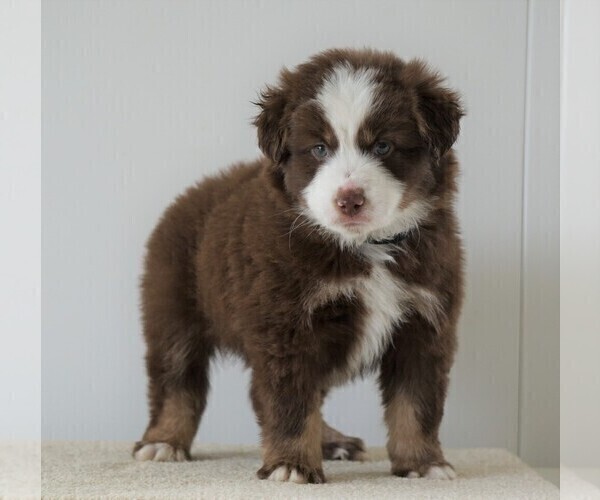 Medium Photo #1 Miniature Australian Shepherd Puppy For Sale in FREDERICKSBG, OH, USA