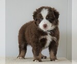 Small Photo #1 Miniature Australian Shepherd Puppy For Sale in FREDERICKSBG, OH, USA