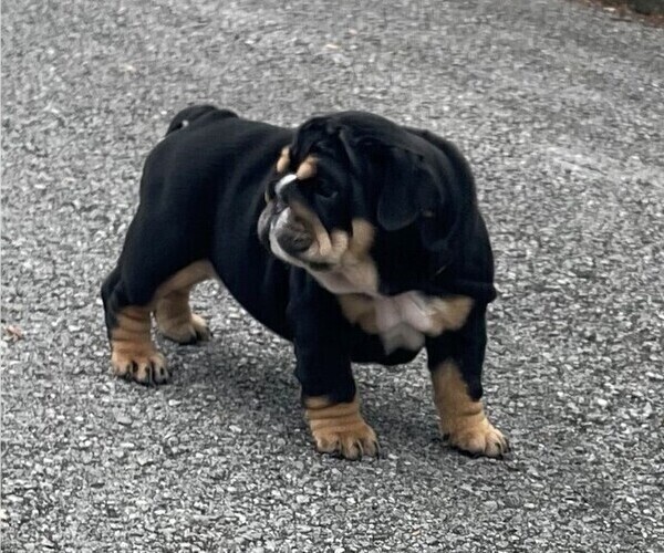 Medium Photo #2 Bulldog Puppy For Sale in CHATTANOOGA, TN, USA