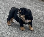 Small Photo #2 Bulldog Puppy For Sale in CHATTANOOGA, TN, USA