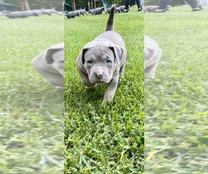 American Bully Puppy for sale in POUGHKEEPSIE, NY, USA