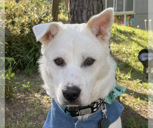 Mutt Dogs for adoption in San Ramon, CA, USA