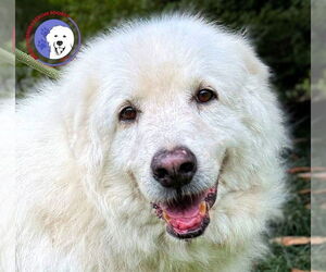 Great Pyrenees Dogs for adoption in Spring, TX, USA