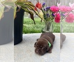 Small Photo #8 Labrador Retriever Puppy For Sale in NEOLA, WV, USA