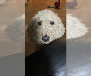 Goldendoodle Puppy for sale in CROTON, MI, USA
