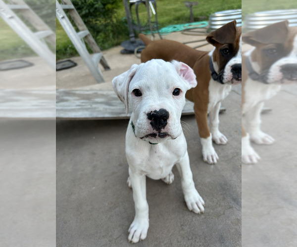 Medium Photo #4 Boxer Puppy For Sale in STRUM, WI, USA