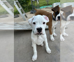 Small #3 Boxer