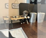 Small #3 Mutt