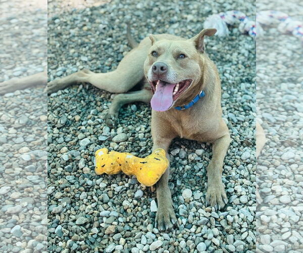Medium Photo #1 Mutt Puppy For Sale in Sterling, MA, USA
