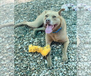 Mutt Dogs for adoption in Sterling, MA, USA