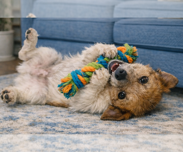 Medium Photo #4 Jack Russell Terrier Puppy For Sale in Grovertown, IN, USA
