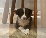 Small #1 Border Collie