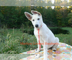 Small #2 German Shepherd Dog