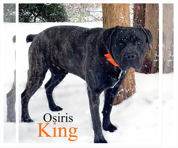 Medium Photo #1 Cane Corso Puppy For Sale in CHARLOTTE, NC, USA